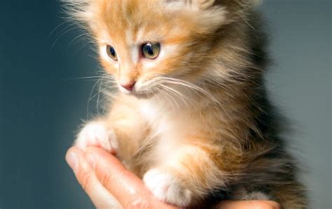 Hand Holding A Cute Kitten Wallpapers