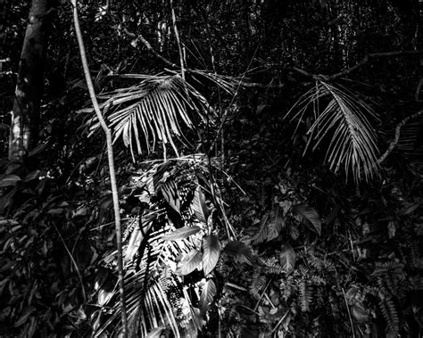 Fotos gratis : árbol, bosque, rama, en blanco y negro, fotografía