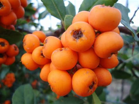 What Are Those Berries From Firethorn Or Sea Buckthorn