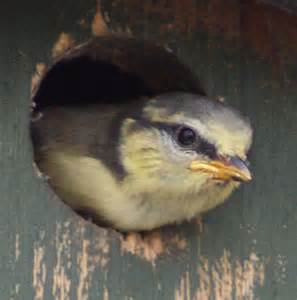 Blue Tit Chick Getting Ready To Fledge Pauline E Cc By Sa