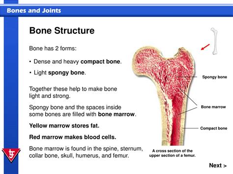 Ppt In This Presentation You Will Identify Major Bones Of The Body