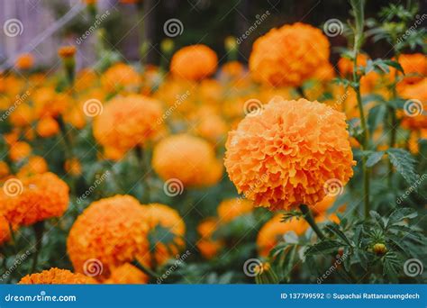 Orange Marigold Flowers Stock Photo Image Of Petal 137799592