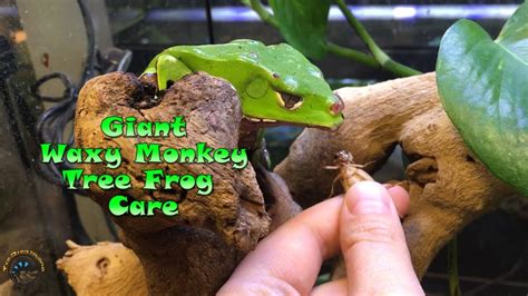 Green Tree Frog Care Sheet Golden Tree Frog Care Sheet Lifespan More