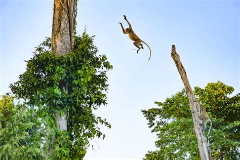 Global intellect venture sdn bhd products at alibaba.com. Kinabatangan Wildlife | Wildlife Tours - Outback Venture ...