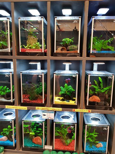 My Lfs Betta Tanks They Are All Planted With Live Plants And Not Sold