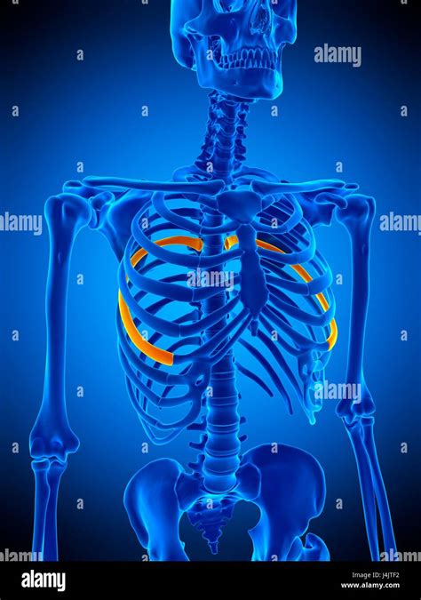 Rib Cage Illustration Hi Res Stock Photography And Images Alamy