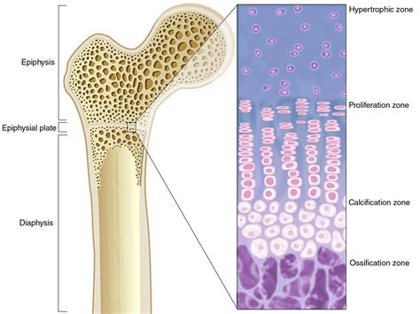 Long Bone Labeling Long Bone Labeled Quizlet A P I Compact Bone