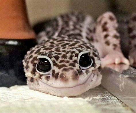 22 Cute Leopard Gecko Cute Reptiles Cute Lizard Cute Animals