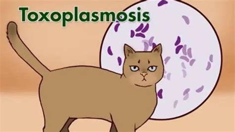 10 Common Diseases In Cats Did You Know