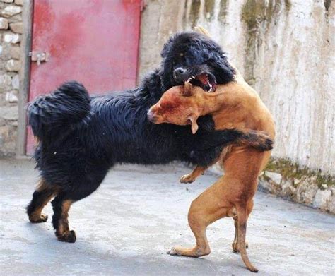 東方神犬vs世界最強的狗，誰是霸主？一場實戰告訴你真相 每日頭條