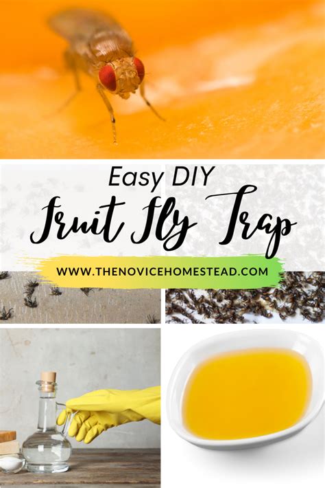 Diy Fruit Fly Trap White Vinegar Johnsie Lindquist