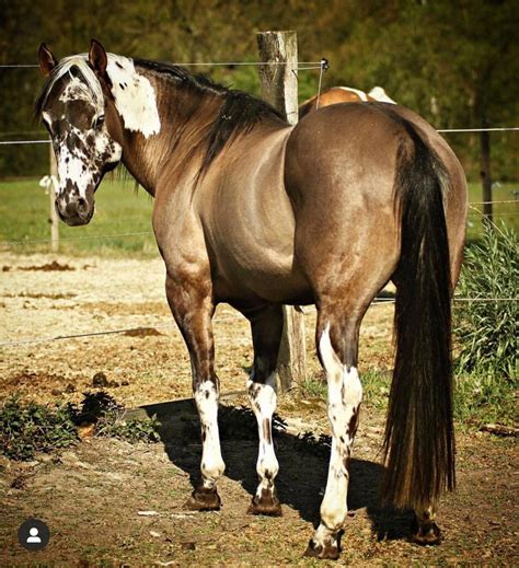 Horsesarecreatures Emhtopdunchex Paint Horse Stallion Horsebeautiful