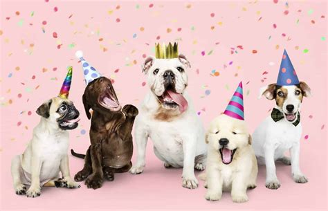 5 Birthday Celebration Ideas For Your Furry Friend Home And Events