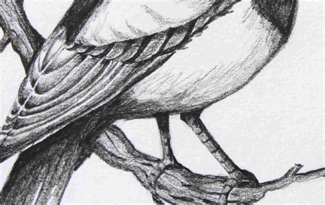 Easy Pencil Sketches Of Birds Drawing Art Ideas