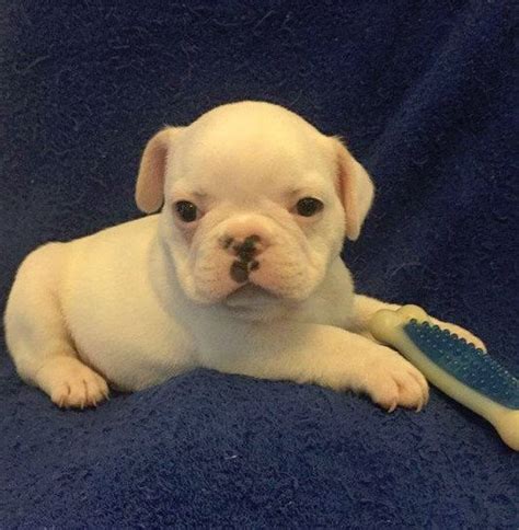 French Bulldog Puppy For Sale In Charleston Sc Adn 71480 On