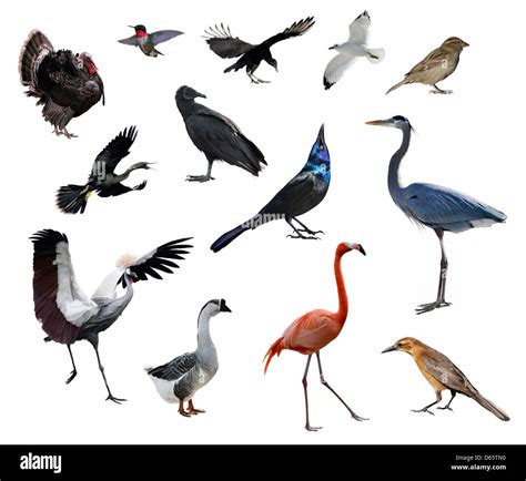 Birds Cut Out Stock Images And Pictures Alamy