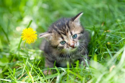 Little Kitten Sitting On The Grass Stock Photo Image Of Landscape