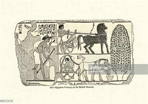 Ancient Egyptians Using Horses To Pull Chariots High Res Vector Graphic