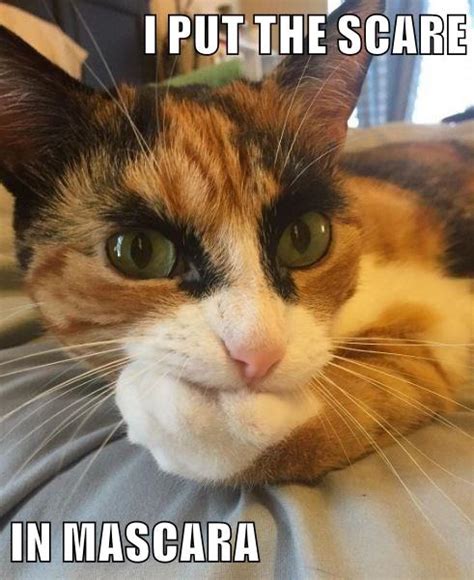 I Put The Scare In Mascara Lolcats Lol Cat Memes Funny Cats