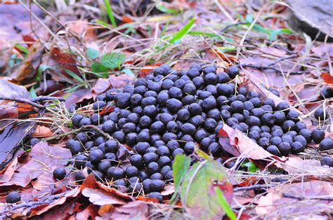 Their droppings are indeed quite similar to rice grains, only that each end is actually blunt, like short, brown rice. Animal Poop Identification Guide | WildlifeRemoval.com