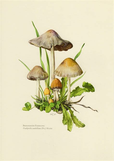 Pale Brittlestem Mushroom Vintage Lithograph From Etsy