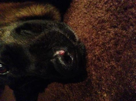 My Shepherd Has A Pink Lump On Her Lip German Shepherd Dog Forums