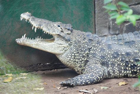 Cuban Crocodile At Saigon Zoo 160312 Zoochat