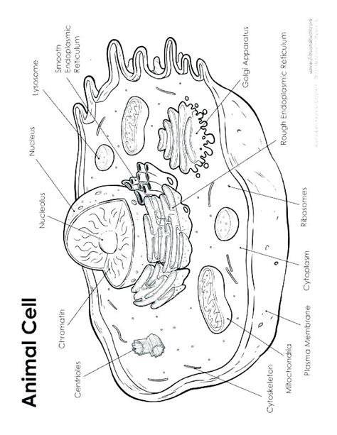 Animal Cell Coloring Page At Free Printable