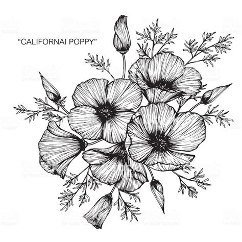 California Poppy Flower Drawing Royalty Free California Golden Poppy