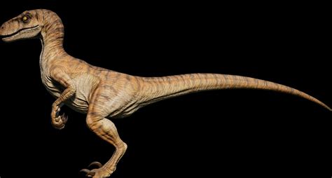 Pin On Velociraptor