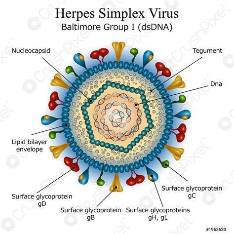 Diagram Of Herpes Simplex Virus Particle Structure Stock Vector