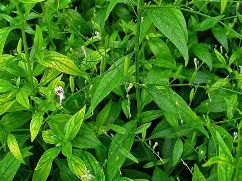 Hempedu bumi (andrographis paniculata) is nature's own herbal antiviral, antibacterial & antidote to the effects of dietary toxins. Puteh Dandelion: POKOK HEMPEDU BUMI ATAU DAUN CERITA