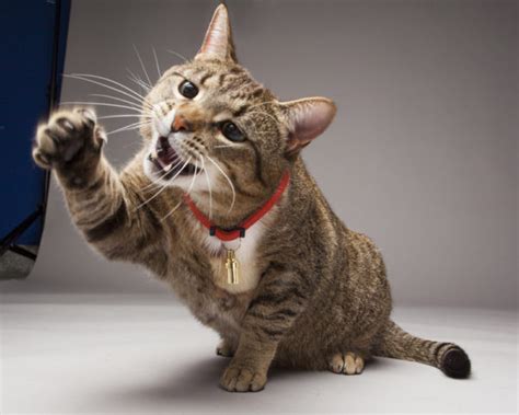 Watercolor robot cat with heart, flower on gray background. Why Cats Need Their Claws - Ontario SPCA and Humane Society