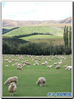 美しいフォントがいつでもそこに。 adobe fonts なら、web や印刷などに最適なフォントが見つかります。 ニュージーランドの羊さん: ユーラシア旅行社社員ブログ ...