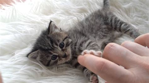 Cute Kitten 10 Days Old Youtube