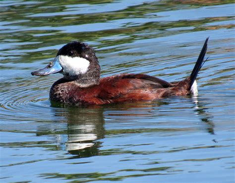 Ruddy Duck Breeding Male 4 Photograph By Adrienne Wilson Fine Art America