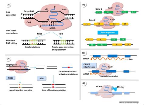 Crispr Cas9 System