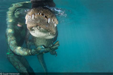 Photographing Alligators Underwater In Florida