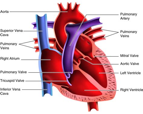 43 Heart Diagram Unlabeled Png Png Diagrams