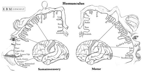 Homunculus Sensory And Motor Cortex