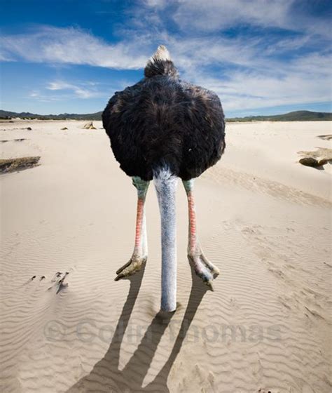 Ostrich With Head In The Sand By Colin Thomas Not Sticking My Neck