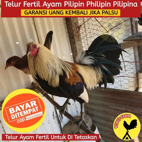 Daftar ayam philipin murah online segar may 2021 pembayaran aman original cashback beli ayam philipin terbaik di tokopedia. Gambar Ayam Philipin Ninja / Jual Telur Ayam Fhilipin ...