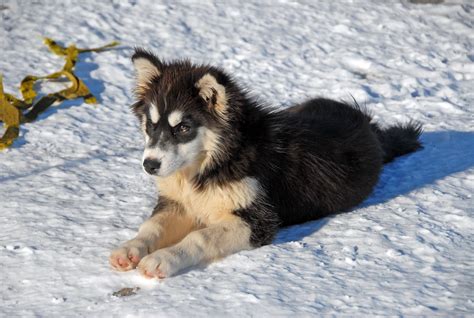 Free Images Snow Winter Puppy Vertebrate Siberian Husky Alaskan