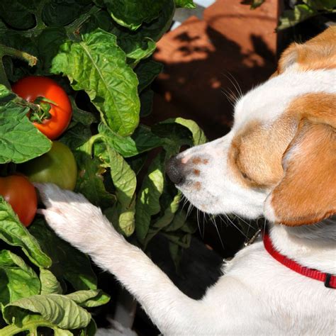 Can Dogs Eat Tomatoes Everything You Need To Know Before Feeding