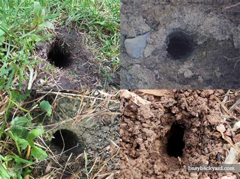 Vole Vs Rat Holes What The Differences Are W Photos