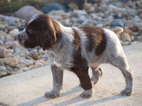 Ralphie was 2nd in the amateur gun dog (behind dunnit) and he then he was first in the amateur. German Wirehaired Pointer Info, Temperament, Puppies, Pictures