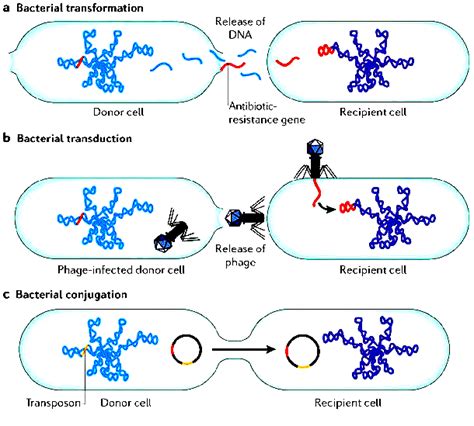 Horizontal Gene Transfer Transformation