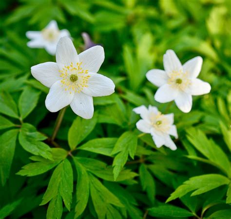 Native Plant Wood Anemone Nc Cooperative Extension