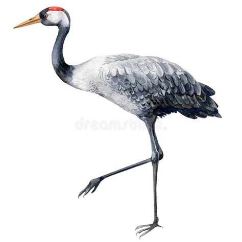 Birds Crane Watercolor White Background Stock Illustration