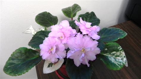 Read to find out the problem and the solution. Natural Light for African Violet Plants - Baby Violets